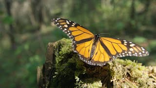 Mesmerizing Footage of Monarch Butterflies Mating [upl. by Aniez]