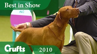 Hungarian Vizsla wins Best In Show at Crufts 2010  Crufts Dog Show [upl. by Attem]