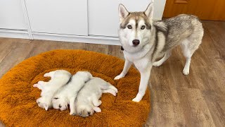 Husky and a Tiny Puppy Before Becoming Friends [upl. by Pazit]