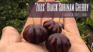 RARE TROPICAL CHERRIES ‘Zills’ Black Surinam Eugenia uniflora [upl. by Erastatus]