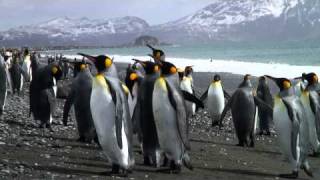 Königspinguine auf SüdGeorgien KingPenguins on South Georgia [upl. by Sybley]