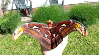 Attacus atlas Moth in the sun [upl. by Rebmik]