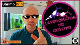 La reproduction des crevettes daquarium [upl. by Orrocos]