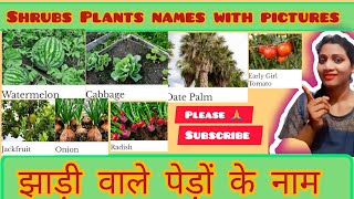 Shrubs Plants names with pictures part 2 [upl. by Netaf]