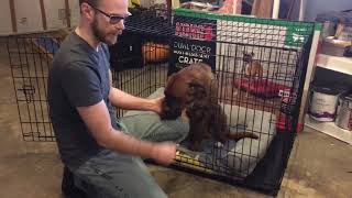 The quotKongquot Dog Cage review Dont waste your money [upl. by Mungo861]