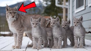 Lynx Mama Brings Her 7 Kittens To Revisit Kind Mans Yard [upl. by Suoiradal]