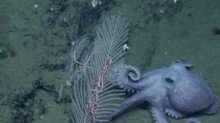 Octomoms on Edge Fascinating Brooding Octopods  Nautilus Live [upl. by Nylehtak]