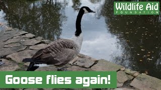 Canada Goose with shattered wing flies again [upl. by Ainoyek]