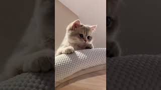 Cute cat Episode 81  youtubeshorts cat pets trending funny animals funny youtube [upl. by Adelheid]