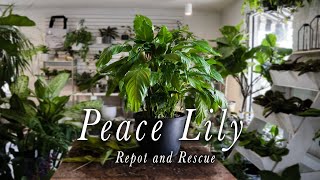 Relaxing Peace Lily Repot and Rescue [upl. by Gridley292]