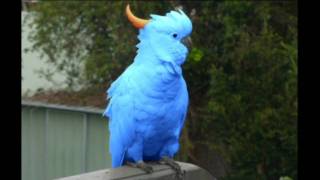 Rare Blue Cockatoo Discovered [upl. by Happy]