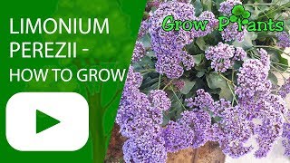 Limonium perezii  How to grow Sea lavender [upl. by Stephenie]