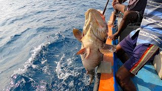 GROUPER FISH KING FISH amp HORSE MACKEREL FISH CAUGHT IN SEA [upl. by Pendleton227]