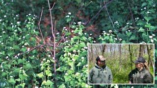 Deep Roots  Lunch and Learn Invasive Garlic Mustard ID amp Removal with MDC [upl. by Jasisa]