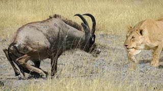 Epic Battle Between Lions and a Roan Antelope [upl. by Catherin]