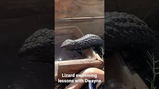 Lizard swimming lessons with Dwayne the shingleback skink [upl. by Namara]