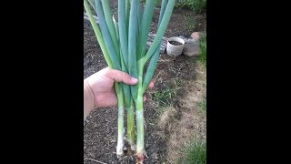 Green bunching onions never ending [upl. by Kiele]