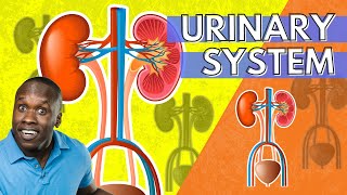 The Urinary System Anatomy and Physiology An Introduction [upl. by Jo413]