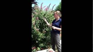 How to Propagate a Butterfly Bush [upl. by Crowe]