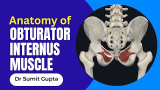 OBTURATOR INTERNUS MUSCLE 3D ANATOMY [upl. by Patric595]