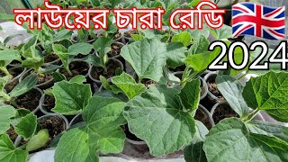 লাউয়ের চারা রেডি  Shoker Bagan uk 2024 [upl. by Ohnuj]