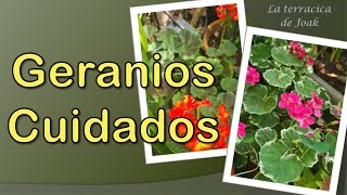 GERANIOS Pelargonium Parte 2 CUIDADOS mantenimiento y problemas [upl. by Leirad]