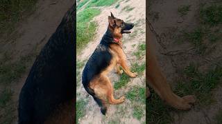 Original german shepherd dog soffy female dog germanshepherd shorts doglover shortsfeed pets [upl. by Lough]