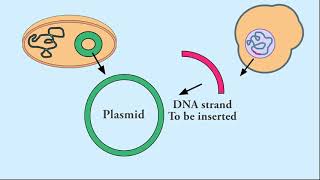 DNA Technology I Restriction enzyme amp DNA Ligase I Genetic engineering [upl. by West]