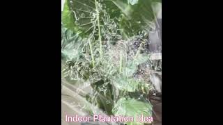 Autumn Plant Care I Indoor Plant Storage I Moving House I plantsIndoor Plant Safety [upl. by Ayal]