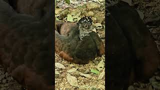 Great curassow hen  Playa del Carmen Mexico tropical Caribbean jungle bird life nature explore [upl. by Nanaek208]