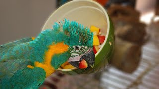 How to Get Your Parrot to Eat HEALTHY Foods  WHAT TO FEED TO PARROTS [upl. by Kaule279]