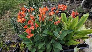 Tropical marsh plants Cannas  Canna × generalis  hybrid canna lilies Curcuma and Caladium 4K [upl. by Conlen]