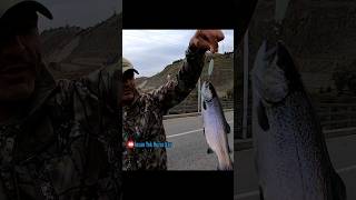 Keban Köprü Alabalık Avı Trout Fishing alabalıkavı troutfishing kebanalabalıkavı [upl. by Eliathas]