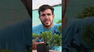 Descubre el Juniperus Procumbens Nana ¡El bonsái perfecto [upl. by Bernetta]