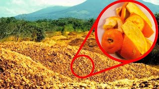 They Threw 12000 Tons Of Orange Peels In A Forest 16 Years Later They Returned to See The Results… [upl. by Selby699]