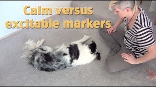 Create calm markers A tip from my dog training seminar [upl. by Najram]