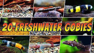 20 Different Freshwater Gobies For Your Aquarium  Rare amp Common Goby Types [upl. by Ottavia]