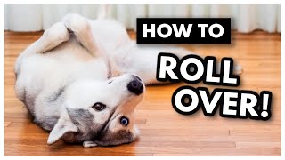 The EASIEST way to Teach Your Dog to ROLL OVER  How to teach your dog to roll over [upl. by O'Shee999]