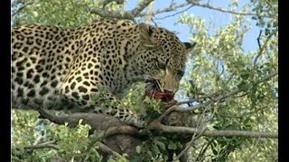 Leopards Tenacious Quest for Monkey Feast [upl. by Lanta]