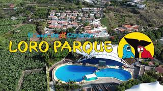 Loro Parque  Tenerife 2023 [upl. by Euphemiah]