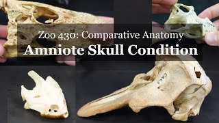 Osteology Amniote skull conditions [upl. by Wilone287]