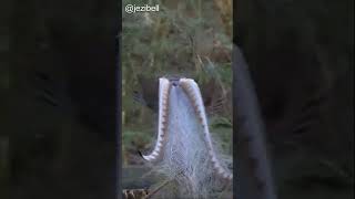 Lyrebirds of the Dandenong Ranges [upl. by Furey]