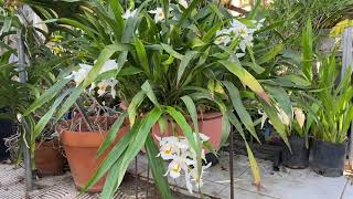 Coelogyne mooreana blooming [upl. by Aivilo]