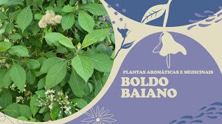 Séries Plantas Aromáticas e Medicinais  BoldoBaiano [upl. by Ggerc403]