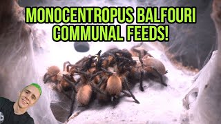 The Monocentropus Balfouri  Communal FEEDS [upl. by Aliuqat64]