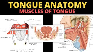 Muscles of Tongue  Tongue Anatomy 35  Head amp Neck [upl. by Merce96]