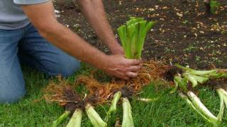 Dividing Daylilies RoseHill Gardens Video Series Episode Two [upl. by Enaoj]