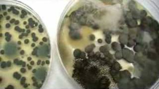 Types of Indoor Mold [upl. by Ariom]