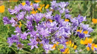 Best plants for insect pollinators Triteleia laxa the Triplet Lily care and cultivation in the UK [upl. by Kcirdorb]