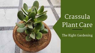 Crassula Plant Care Hindi  How To Grow amp Care Crassula Plant in Pots  Crassula Ovata [upl. by Natye75]